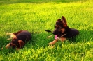 Wirus_Yaga_2014_11